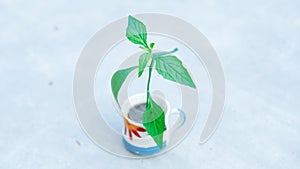 A sapling in a cup with white background.