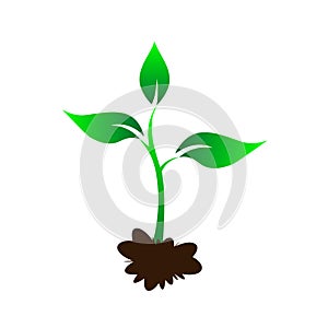 Sapling on the ground, Green Young tree, Plant sapling growing green with 3 leaves