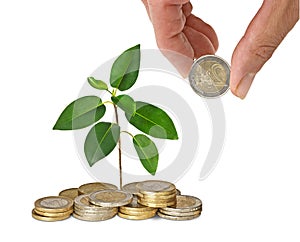 Sapling growing from coins