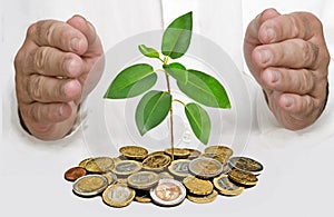 Sapling growing from coins