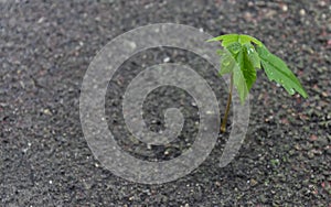 Sapling growing through concrete.