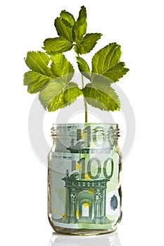 Sapling growing from euro money