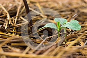 Sapling growing from the ground