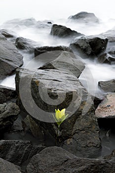 A sapling growing at rocks on beach with rising tide. Long exposure.