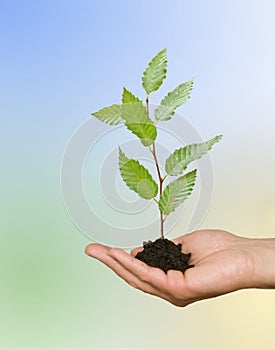 Sapling growing from soil