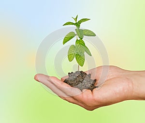 Sapling growing from soil