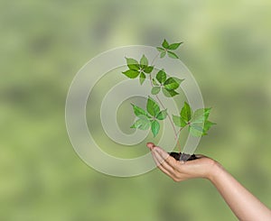 Sapling growing from soil