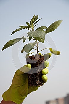 Sapling in hand of gardener. forestation concept