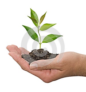 Sapling in hands