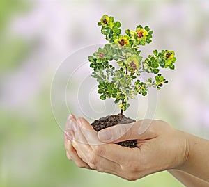 Sapling in hands