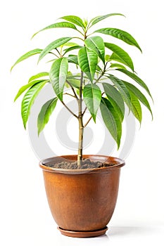 Mango Tree Sapling Himsagar