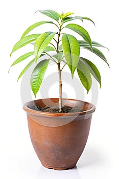 Mango Tree Sapling Himsagar