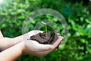 Sapling with kid girl hand carried