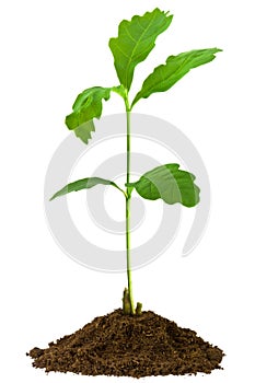 Sapling oak, isolated on a white background