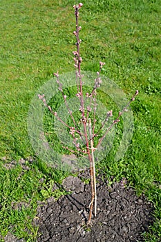 Sapling of a peach tree with flower kidneys (Prunus persica (L.) Batsch)