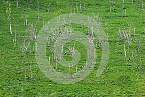 sapling tree for planting in the city park, concept of landscaping of the territory