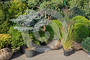 Saplings of bushes and coniferous trees in pots in plant nursery. Shop of plants, garden store