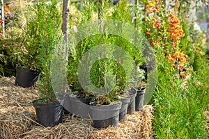 Saplings of bushes and coniferous trees in pots in plant nursery. Shop of plants, garden store