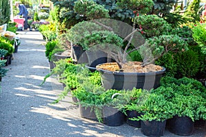 Saplings of bushes and coniferous trees in pots in plant nursery. Shop of plants, garden store