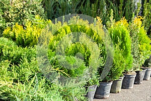 Saplings of bushes and coniferous trees in pots in plant nursery. Shop of plants, garden store