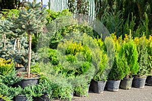 Saplings of bushes and coniferous trees in pots in plant nursery. Shop of plants, garden store