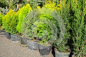 Saplings of bushes and coniferous trees in pots in plant nursery. Shop of plants, garden store