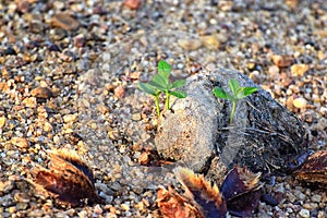 Saplings on elephant dung