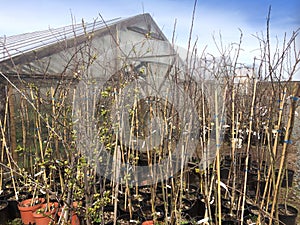 Saplings of fruit trees near the greenhouse in pots in the early spring