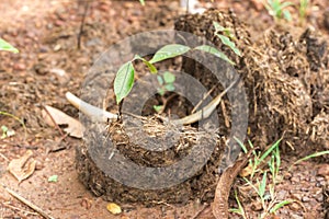 Saplings grow on elephant dung