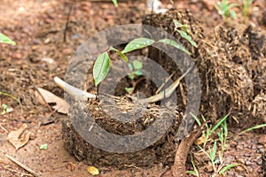 Saplings grow on elephant dung