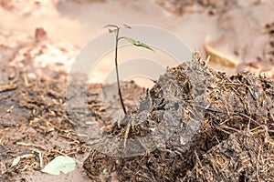 Saplings grow on elephant dung