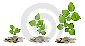 Saplings growing from coins