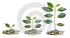 Saplings growing from coins