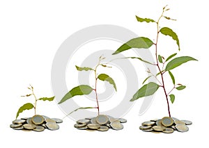 Saplings growing from coins