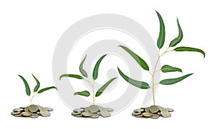 Saplings growing from coins