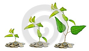 Saplings growing from coins