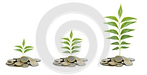 Saplings growing from coins