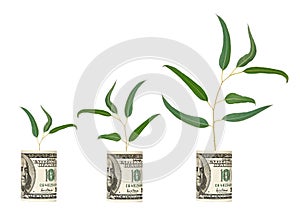 Saplings growing from dollar bill