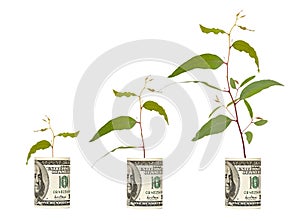 Saplings growing from dollar bill