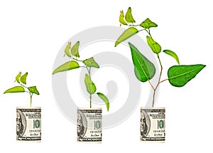 Saplings growing from dollar bill