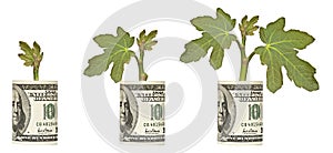 Saplings growing from dollar bill