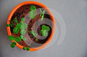 Saplings growing in a pot
