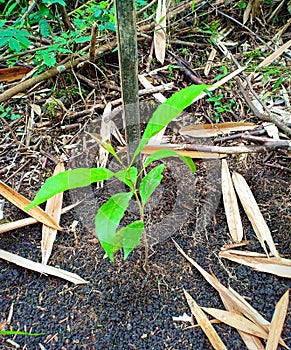 Saplings that have been planted.