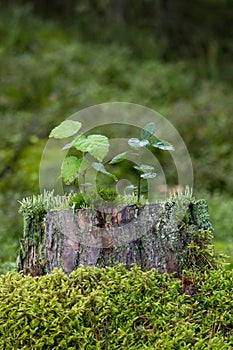 Saplings, moss and lichen on top of a stump of a tree