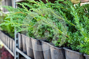 Saplings of ornamental bushes in pots in plant nursery. Shop of plants, garden store