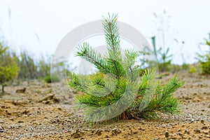 Saplings of pine and spruce