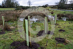 Saplings planted on open land by a small stream