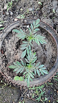 Saplings in potted