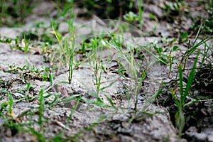 Saplings of rice plants that have emerged after harvest are growing on barren ground after harvest season