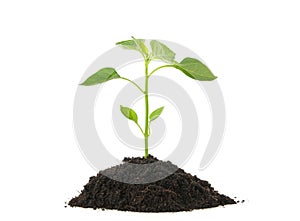 Saplings seedlings in black soil isolated on white background. Environmental protection